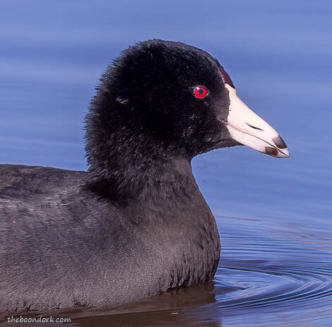Coot Picture