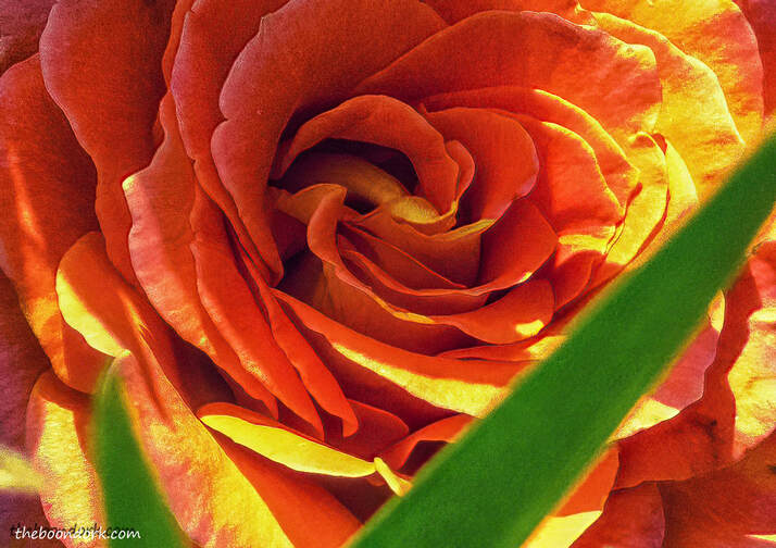 Late-season rose Picture