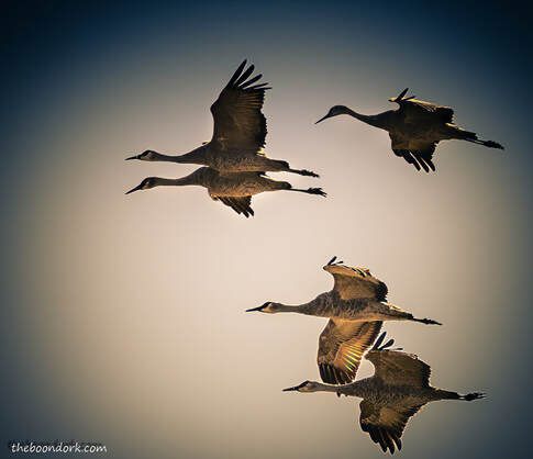 Sandhill cranes Picture