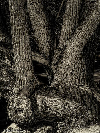 Old tree picture