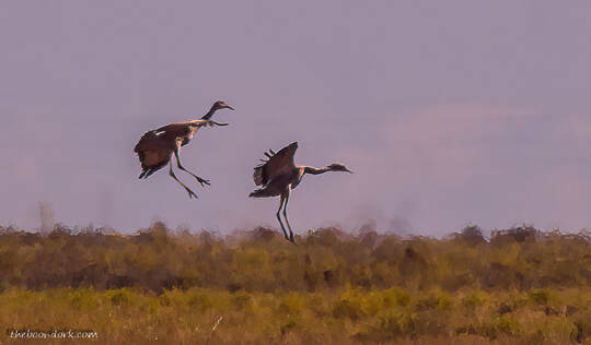 Sandhill cranes Picture