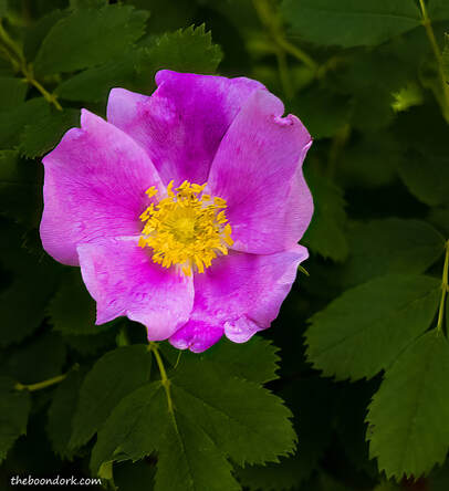 Mountain Rose Picture