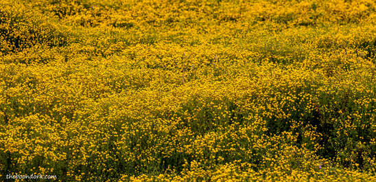 Yellow flowers Picture