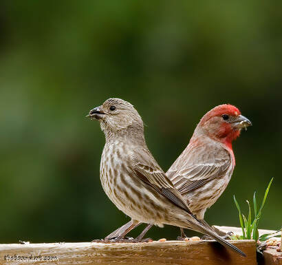 Finches Colorado mountains Picture