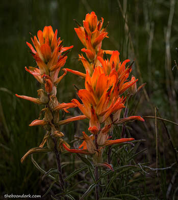 Indian paintbrush Picture