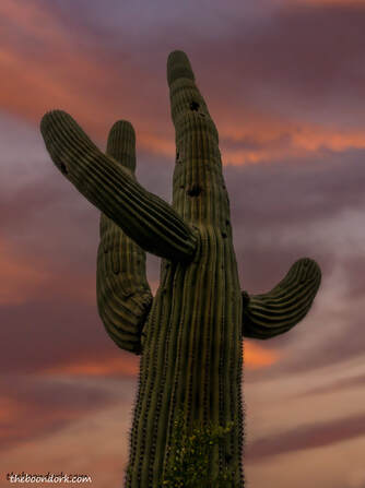 Arizona Cactus Picture
