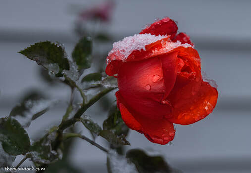 Snow rose Picture