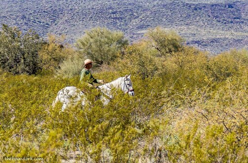 man on a white horse Arizona