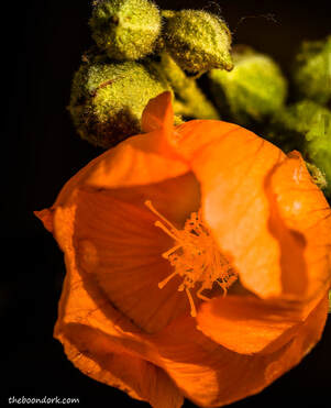 Orange wildflower Phoenix Arizona Picture