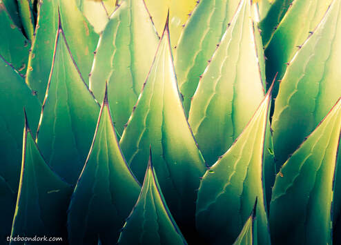 Agave plant Picture