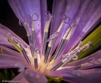 Close-up of purple wildflower Denver Colorado Picture