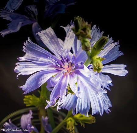 Purple Wildflower Denver Colorado  Picture