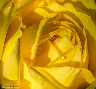 Yellow Rose Denver Colorado  Picture