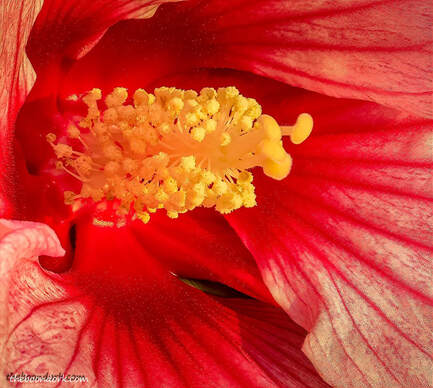 Hibiscus flower close-up  Picture