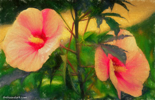 Hibiscus flowers Picture