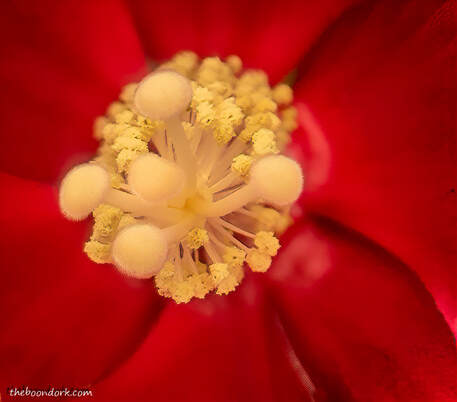 Hibiscus close-up Denver Colorado  Picture