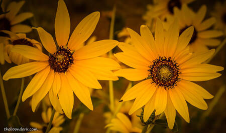 Black-eyed Susan's Picture