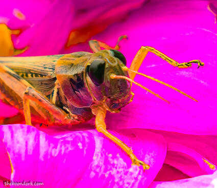 Colorado grasshopper Picture