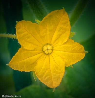 Yellow flower Denver Colorado  Picture