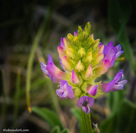 Wildflower Colorado mountains  Picture