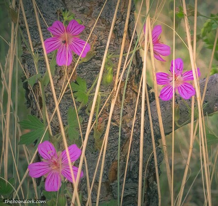 Colorado wild flowers Picture