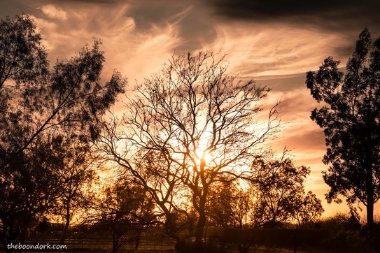 Trees in the sunset Tucson Arizona Picture