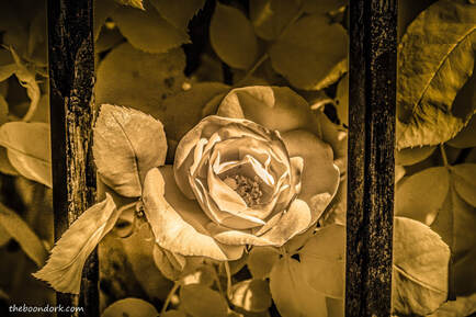 infrared rose to southern Arizona Picture