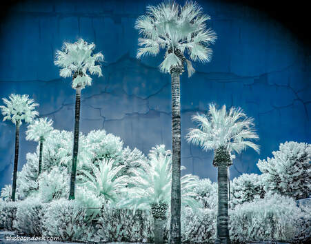 infrared palm trees Tucson Arizona Picture