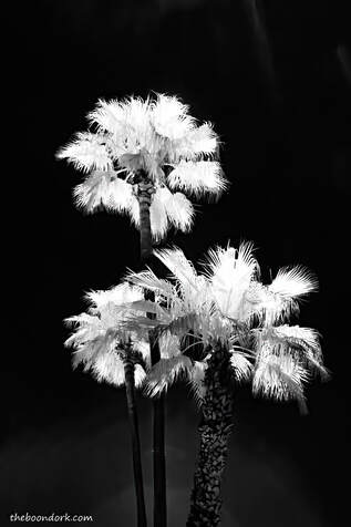 Tucson Arizona palm trees infrared Picture
