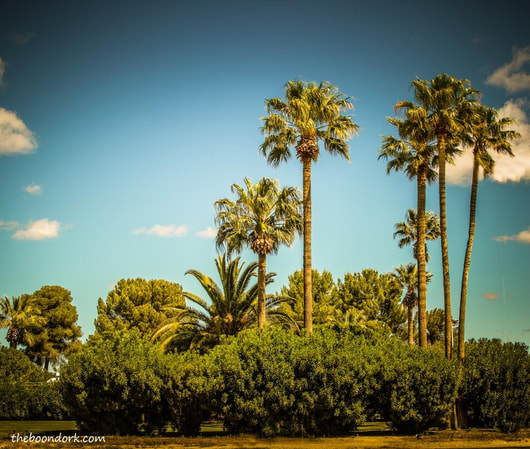 palm trees Pima County Fairgrounds Tucson Arizona Picture