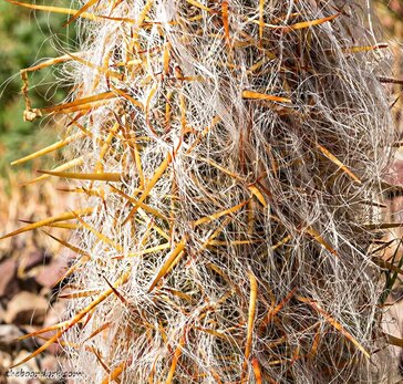 Hairy Cactus Tucson ArizonaPicture