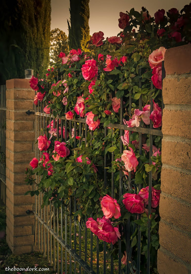 rosebush Tucson Arizona Picture