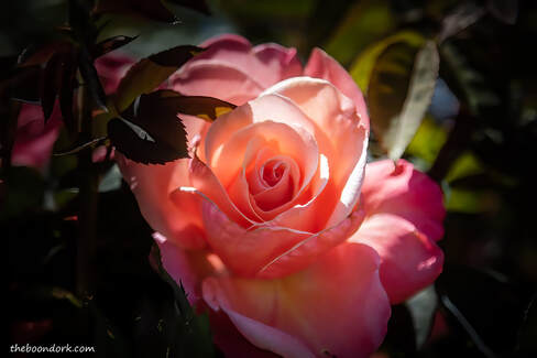 pink rose Picture