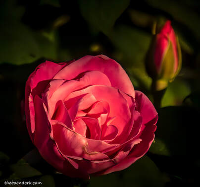 Pima County Fairgrounds Rose Picture