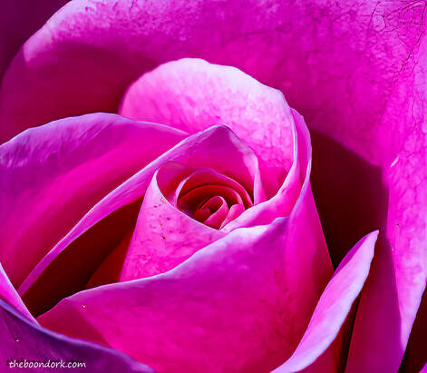 pink rose Tucson Arizona Picture