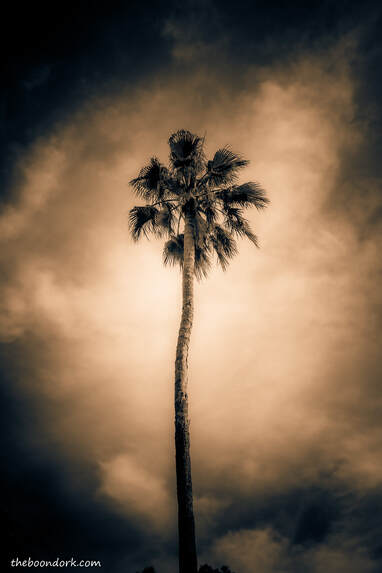 palm tree Tucson Arizona Picture