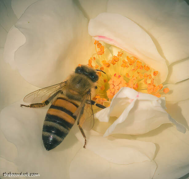 honeybee on a flower  to set Arizona Picture