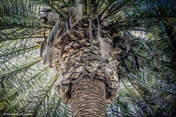 Palm tree Tucson Arizona Picture