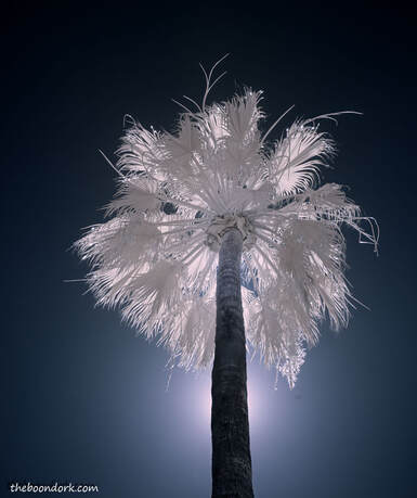 infrared palm tree Picture