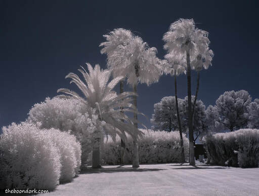 Infrared palm trees Picture