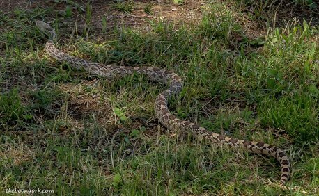 Gopher snake  Picture