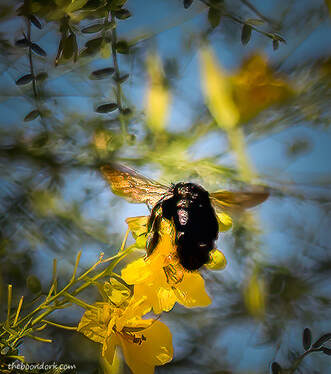Large bee Tucson Arizona Picture