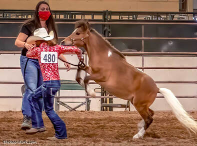 For show Tucson Pima County Fairgrounds  Picture