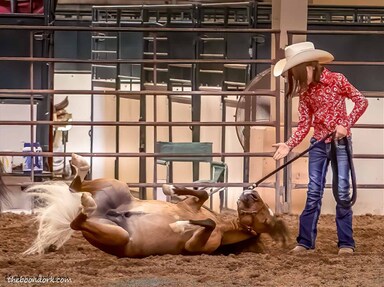 Horse show Pima County Fairgrounds Tucson Arizona  Picture