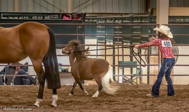 Pima County Fairgrounds horse show  Picture