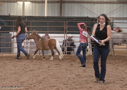 Pima County Fairgrounds horse show Tucson Arizona  Picture