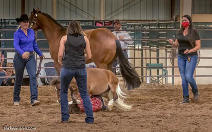 Tucson Arizona Pima County Fairgrounds horse show  Picture