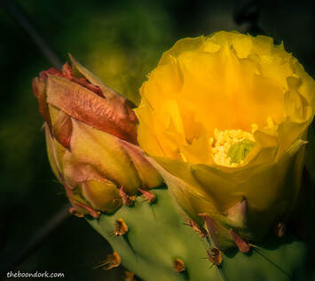 cactus blossom Picture