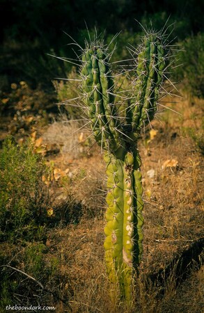 Cactus with long spines Tucson Arizona  Picture