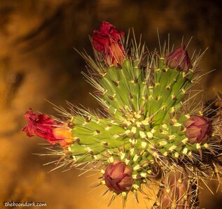 cactus flower Tucson Arizona Picture